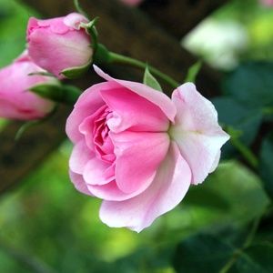 Meet your Posher, Charity